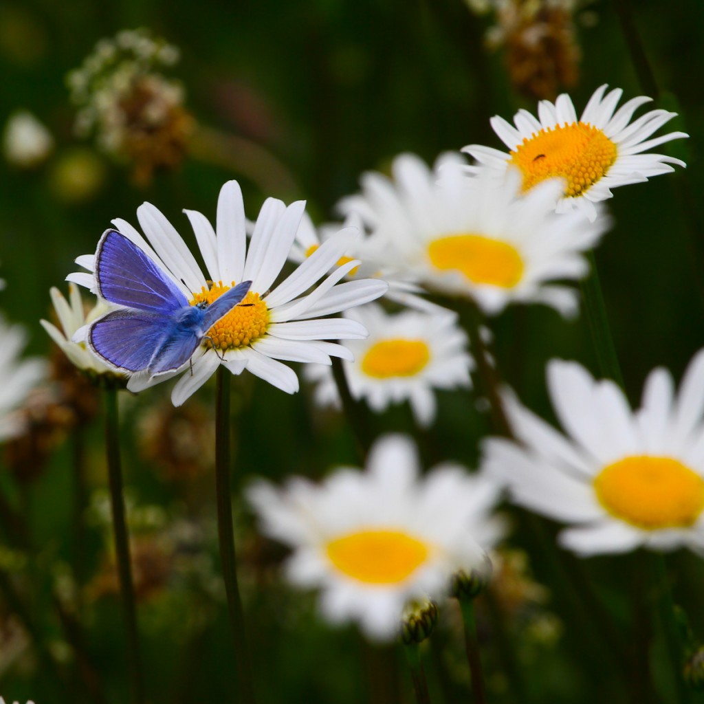 vlinder op een margriet bij de Berghut.com in Oostenrijk