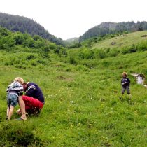 Klein geluk: Alpenweidestruinen