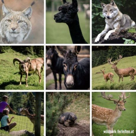 Wildpark Ferleiten zomervakantie Oostenrijk deBerghut.com vakantiewoningen kindvriendelijk